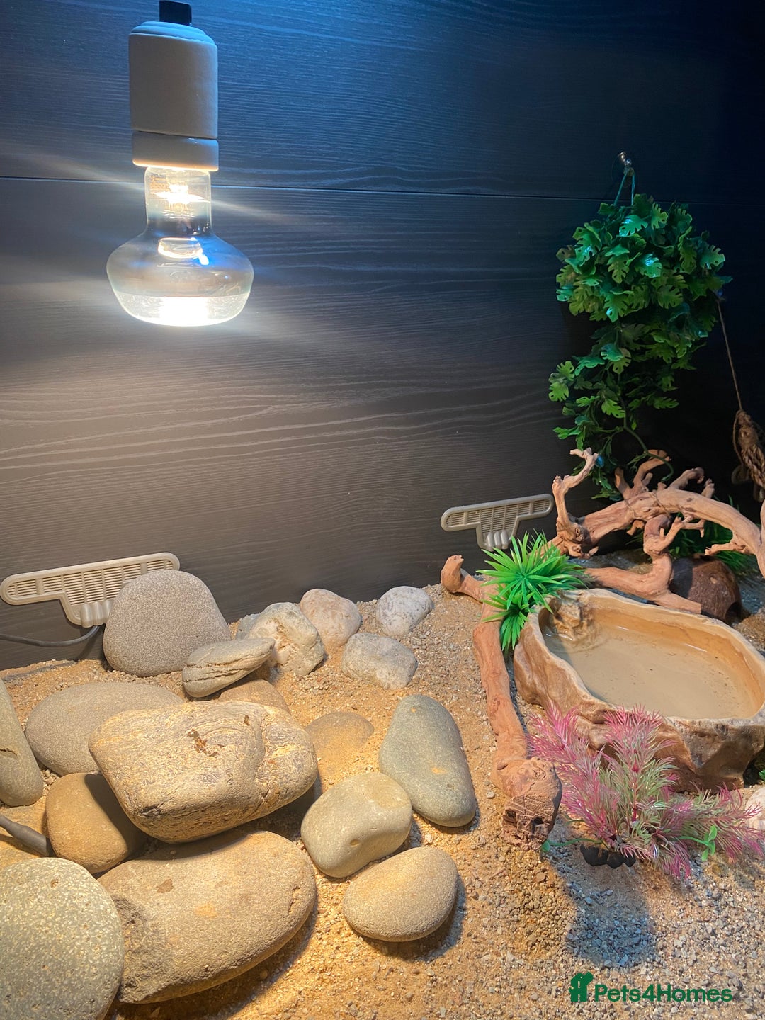 Leopard Gecko reptiles for sale: Leopard Gecko and Vivarium. - Image 8