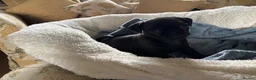 Pug dogs for sale: Purebred Pug Puppies  in Yeovil - Advert 4