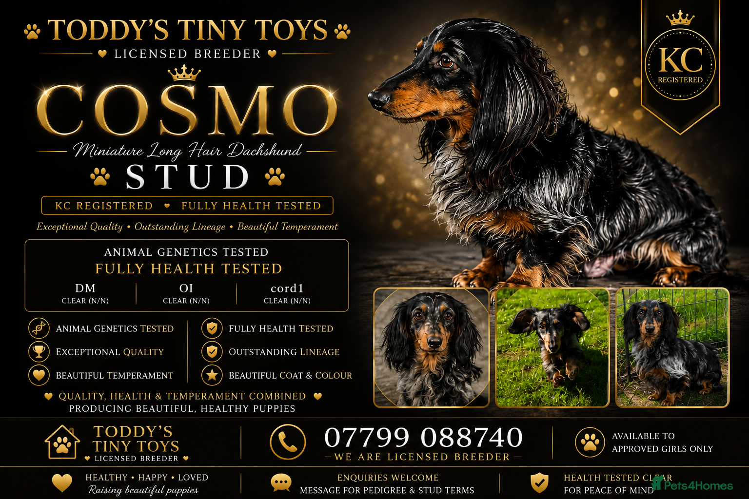 Miniature Dachshund dogs Stunning long  silver dapple stud boy  - Advert 4
