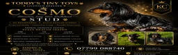 Miniature Dachshund dogs for stud: Stunning long  silver dapple stud boy  - Advert 2