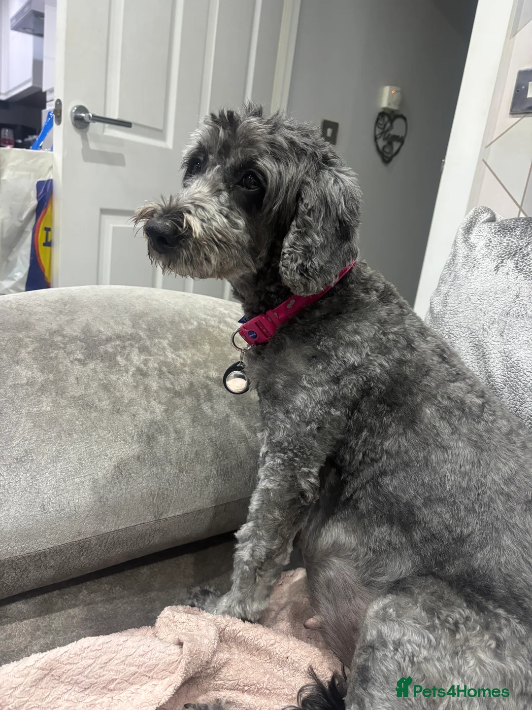 Cockapoo dogs for sale: F2 cars cockapoo’s - Advert 1