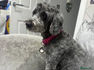 Cockapoo dogs F2 cars cockapoo’s - Advert 7