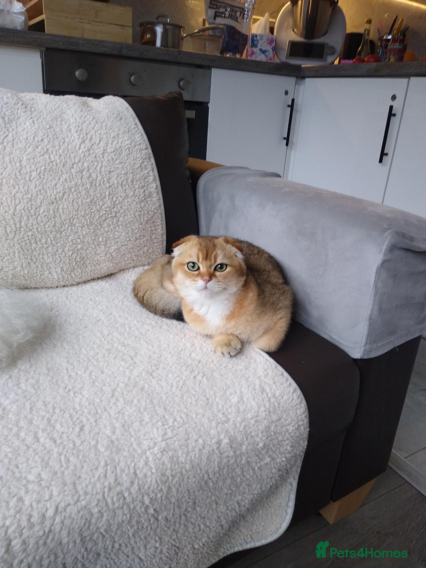 Scottish Fold cats 🐾Gorgeous Boy Available – TICA Scottish Fold 🐾 - Advert 2