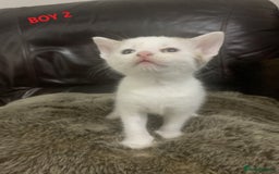 Mixed Breed cats for sale: 6 X BEAUTIFUL MIXED BREED KITTENS BORN 23.08.2025  - Image 5