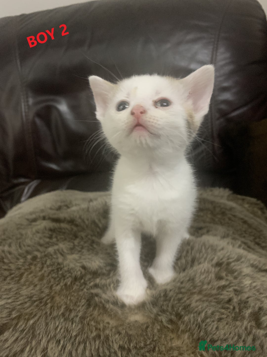 Mixed Breed cats for sale: 6 X BEAUTIFUL MIXED BREED KITTENS BORN 23.08.2025  - Image 5
