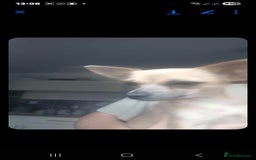 Chihuahua dogs for sale: Golden chihuahua  - Image 2