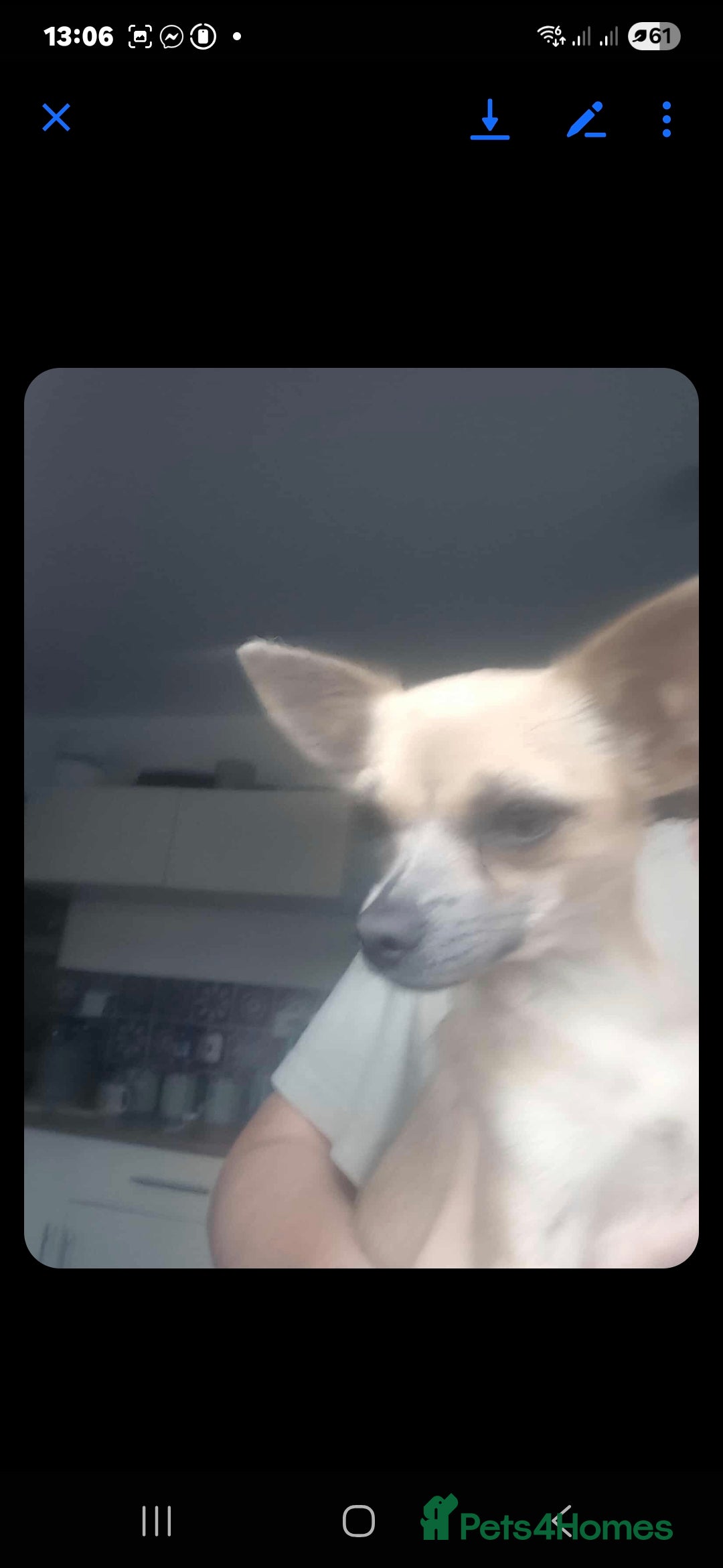 Chihuahua dogs for sale: Golden chihuahua  - Image 2