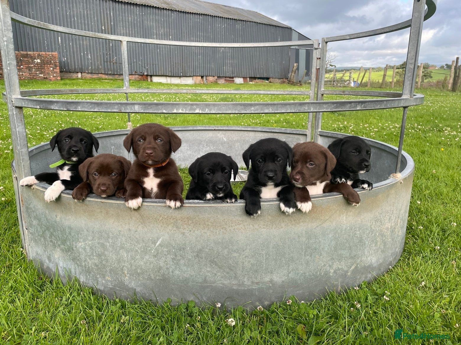 Borador dogs Border collie x Labrador puppies  - Advert 9