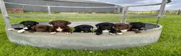 Borador dogs for sale: Border collie x Labrador puppies  - Advert 1