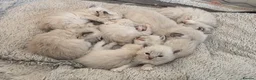 Ragdoll cats for sale: 7 beautiful ragdoll kittens  - Advert 4