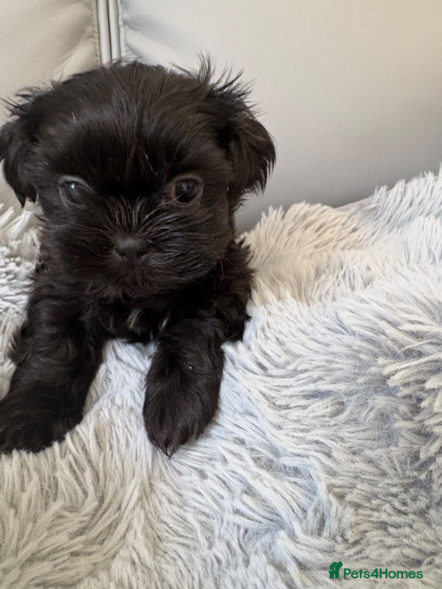 Shih Tzu dogs **READY NOW*** REDUCED LAST GIRL SHIH TZU - Advert 20