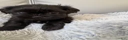 Shih Tzu dogs for sale: Stunning Shih Tzu puppies  - Advert 7