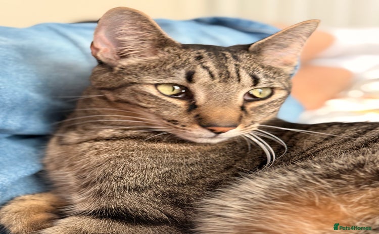 Mixed Breed cats - Advert 2
