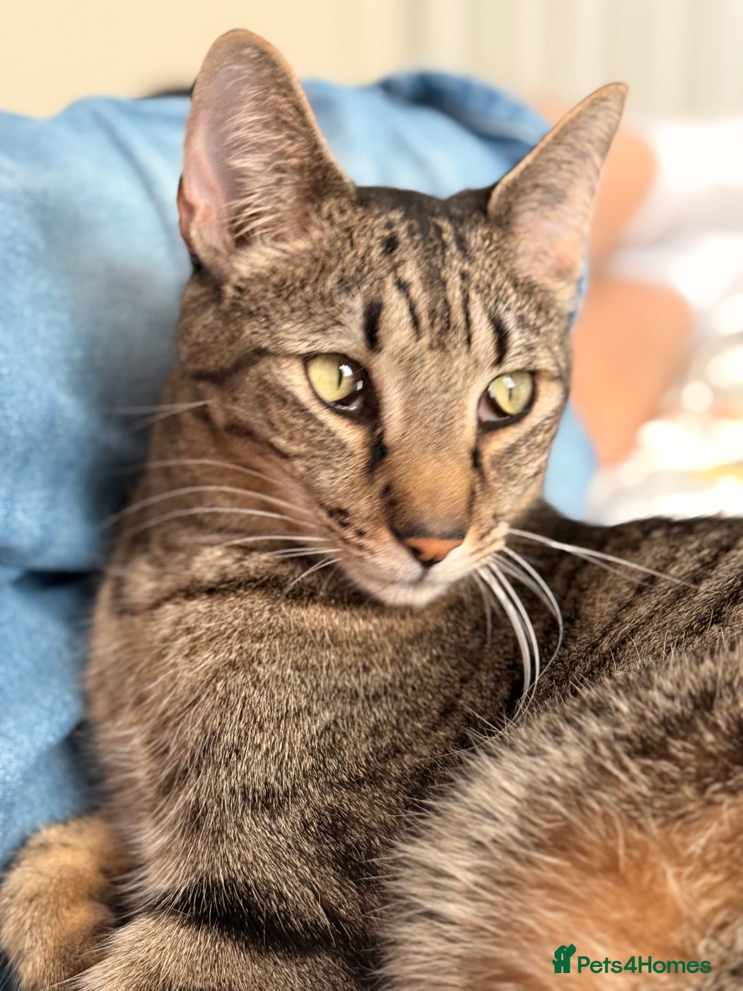 Mixed Breed cats for sale: Beautiful Bengal Savannah Mix to re-home - Image 1