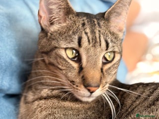 Mixed Breed cats - Advert 36