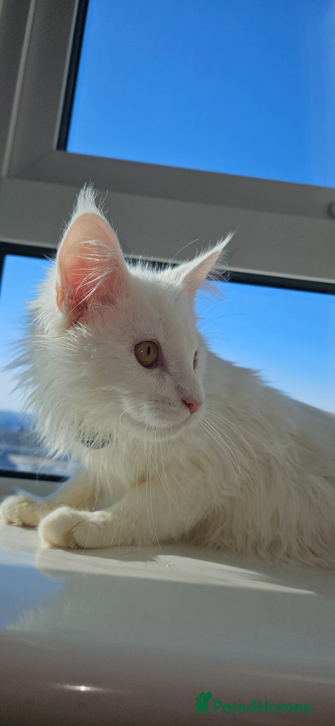 Maine Coon cats for sale: Male kitten,10 weeks old in Newcastle upon Tyne - Advert 6