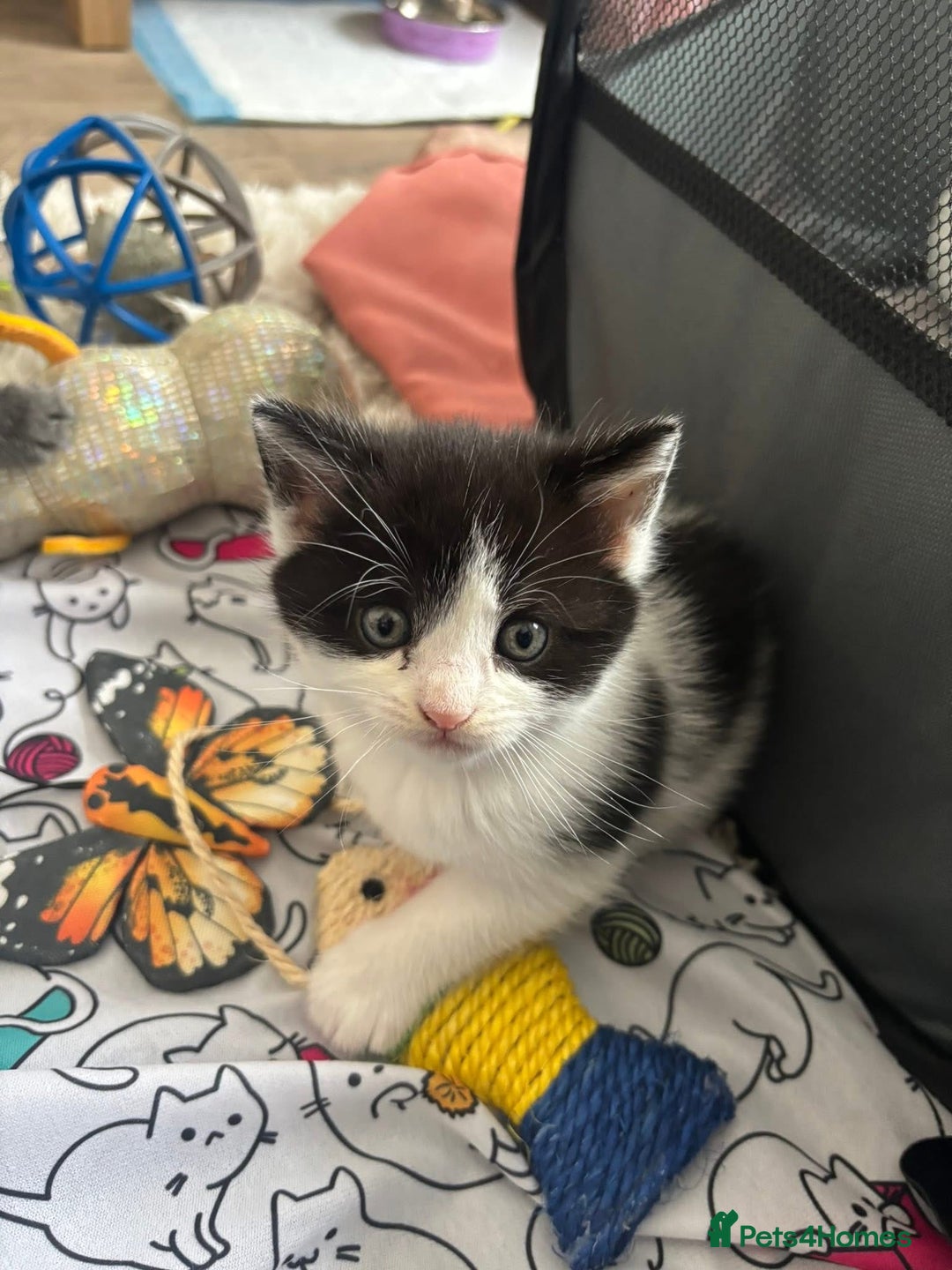 Domestic Shorthair cats for sale: Black/white female kitten 7 weeks old - Image 5