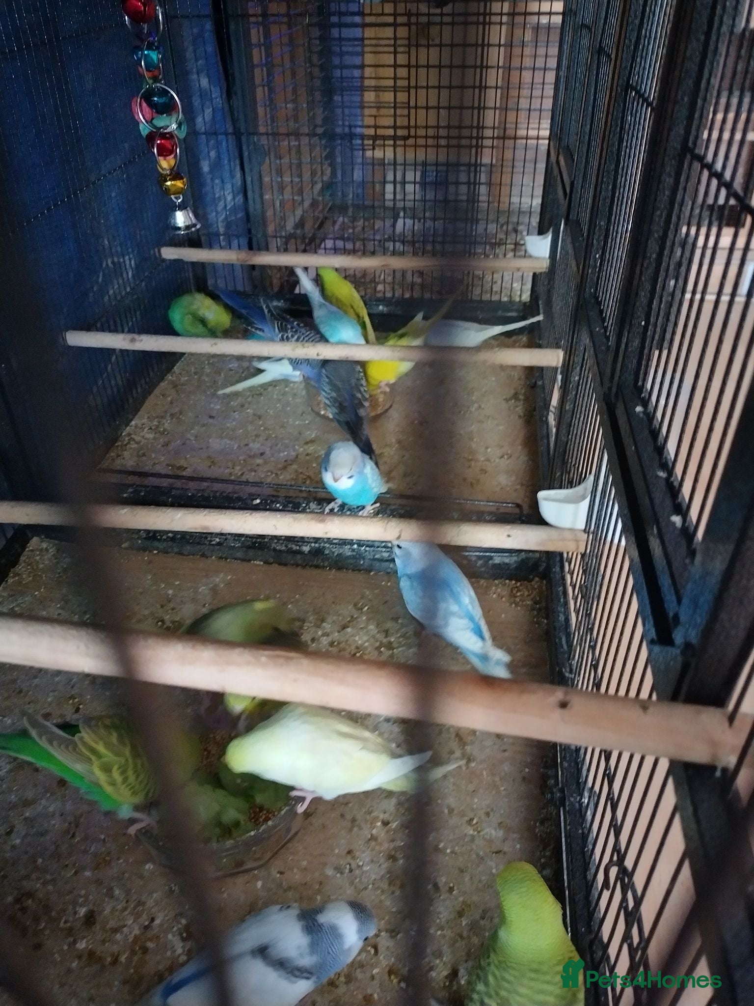 Budgerigars birds For sale  - Advert 1