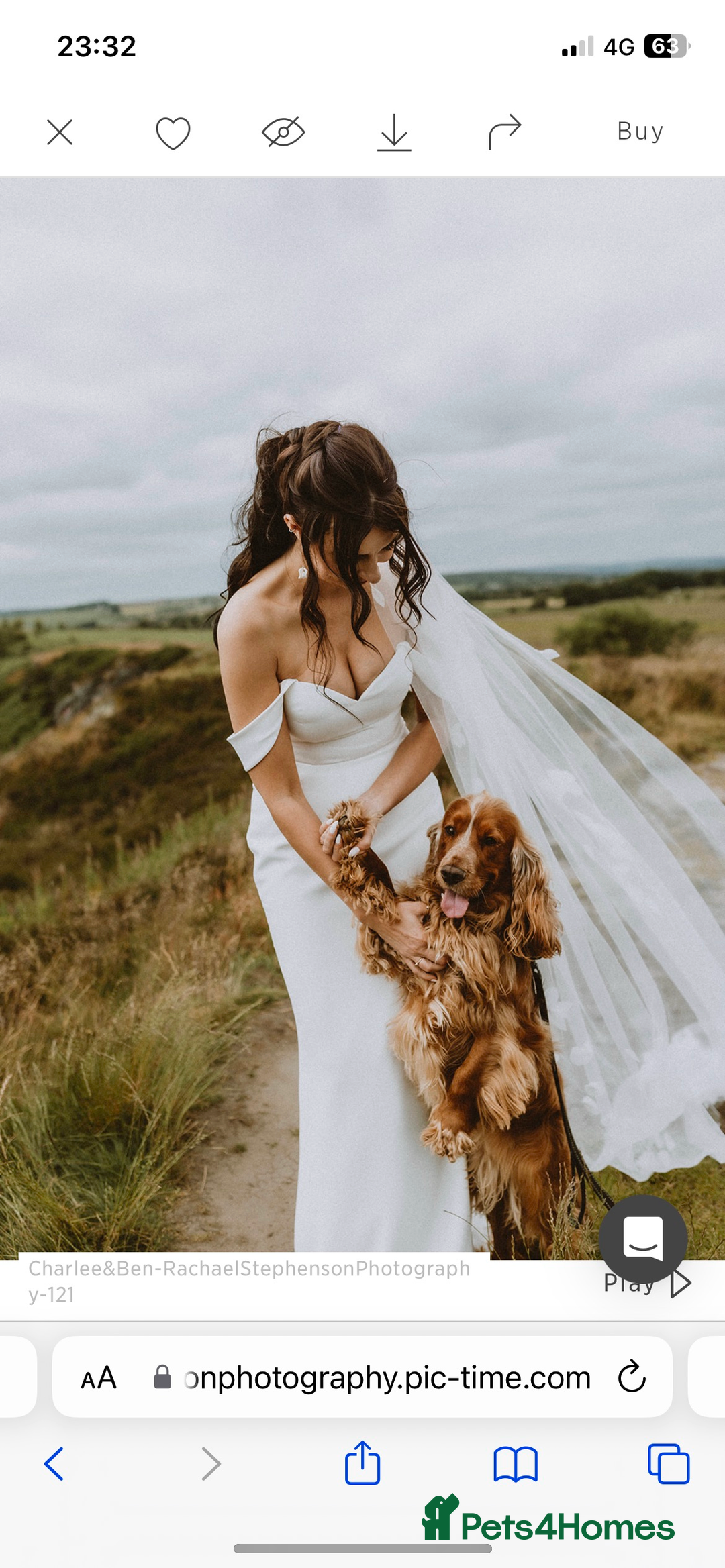 Cocker Spaniel dogs for sale: Lovely natured spaniel puppies - Image 20