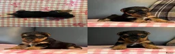 Welsh Terrier dogs for sale: STUNNING WELSH TERRIER PUPPIES AVAILABLE  - Advert 14