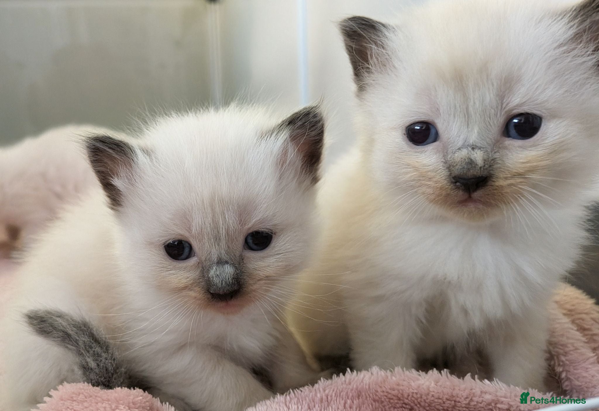 Ragdoll cats ⭐3 beautiful seal point ragdolls 2 girls 1 boy  ⭐ - Advert 4