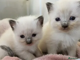 Ragdoll cats ⭐3 beautiful seal point ragdolls 2 girls 1 boy ⭐ - Advert 4