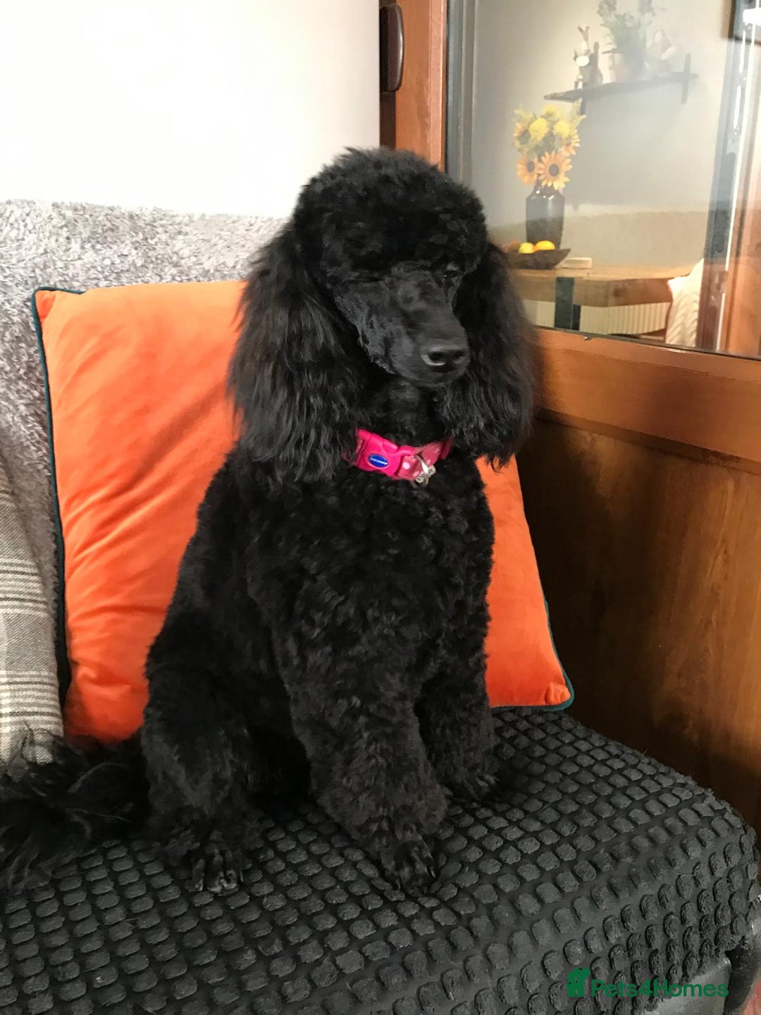 Miniature Poodle dogs for sale: KC reg miniature poodles, 5* licensed  - Image 5