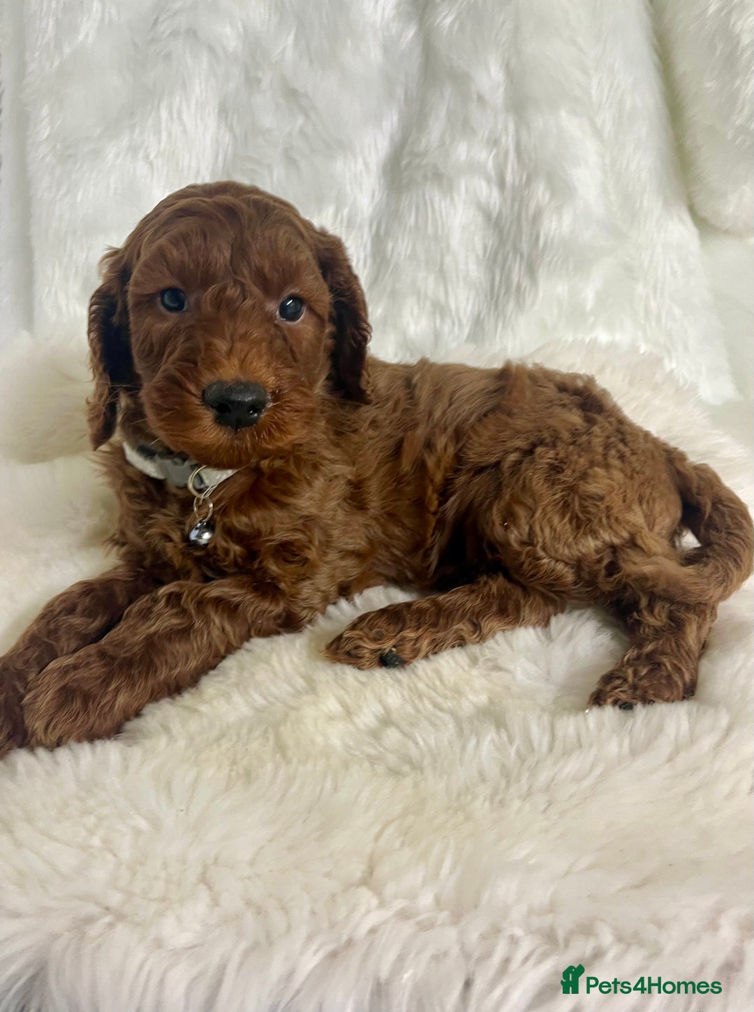 Mini Goldendoodle dogs for sale: Top Quality Miniature Goldendoodle puppies - Advert 2