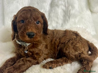 Mini Goldendoodle dogs Top Quality Miniature Goldendoodle puppies - Advert 2