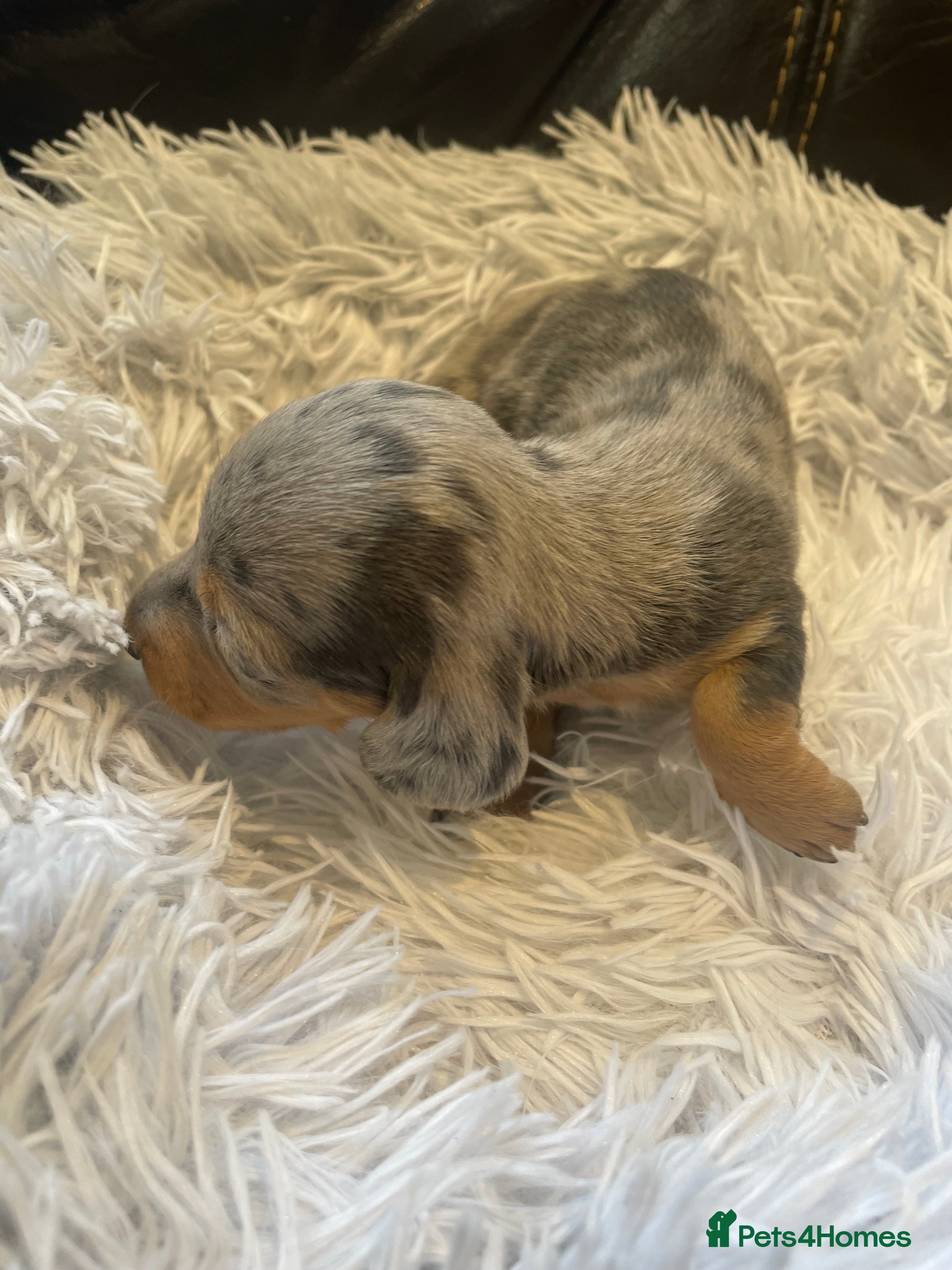 Miniature Dachshund dogs for sale: Beautiful Purebred Miniature Dachshund Puppies 🐾 - Advert 2