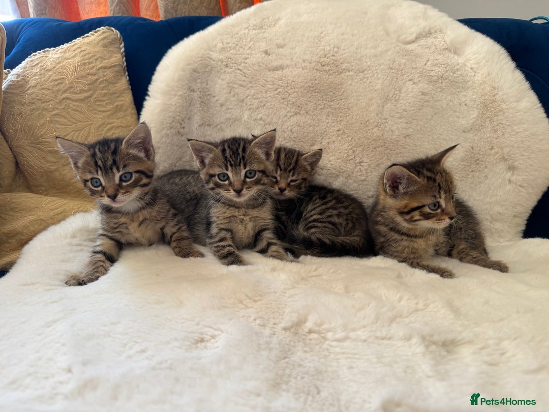Mixed Breed cats for sale: Kittens ready 15th August  - Image 4