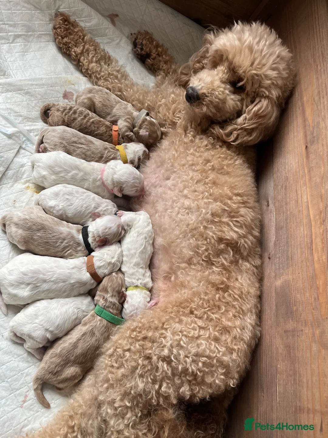 Australian Labradoodle dogs for sale: AUSSIE DOODLES  - Advert 1