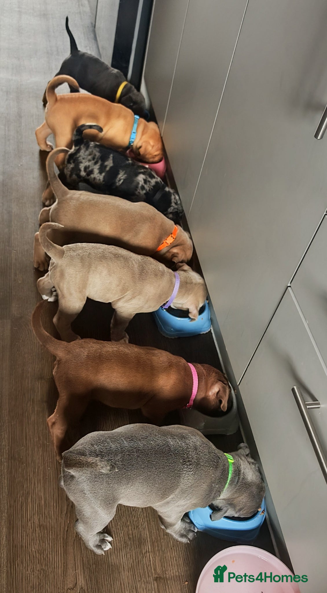 Dorset Olde Tyme Bulldogge dogs Old tyme bulldog puppies  - Advert 2