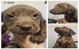 Cockerdor dogs for sale: Cockerdors puppies - Advert 7