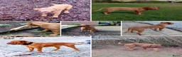 Dogue De Bordeaux dogs for sale: Thor and storm  in Mauchline - Advert 36