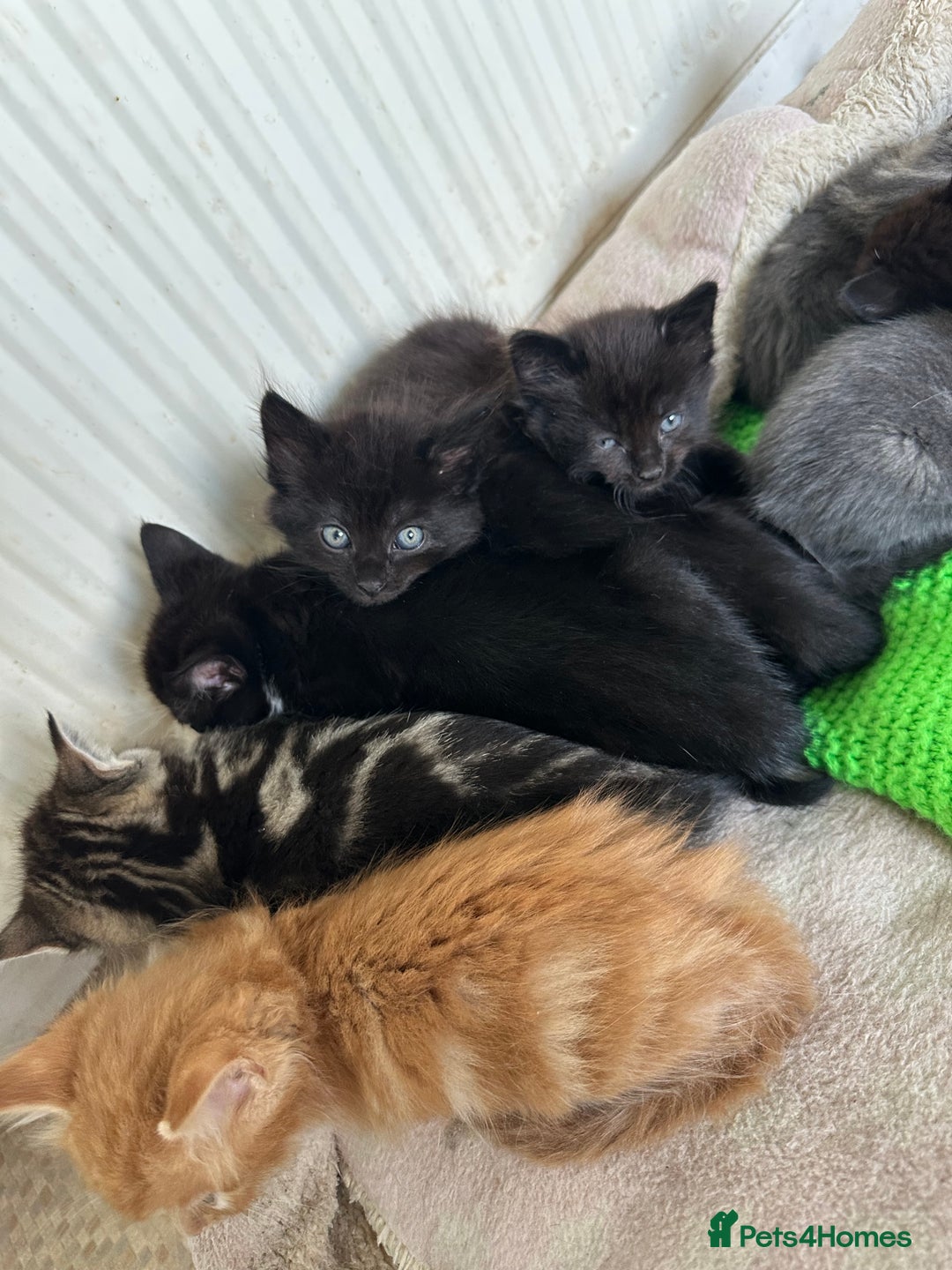 Mixed Breed cats for sale: Beautiful litter off kittens  - Image 26