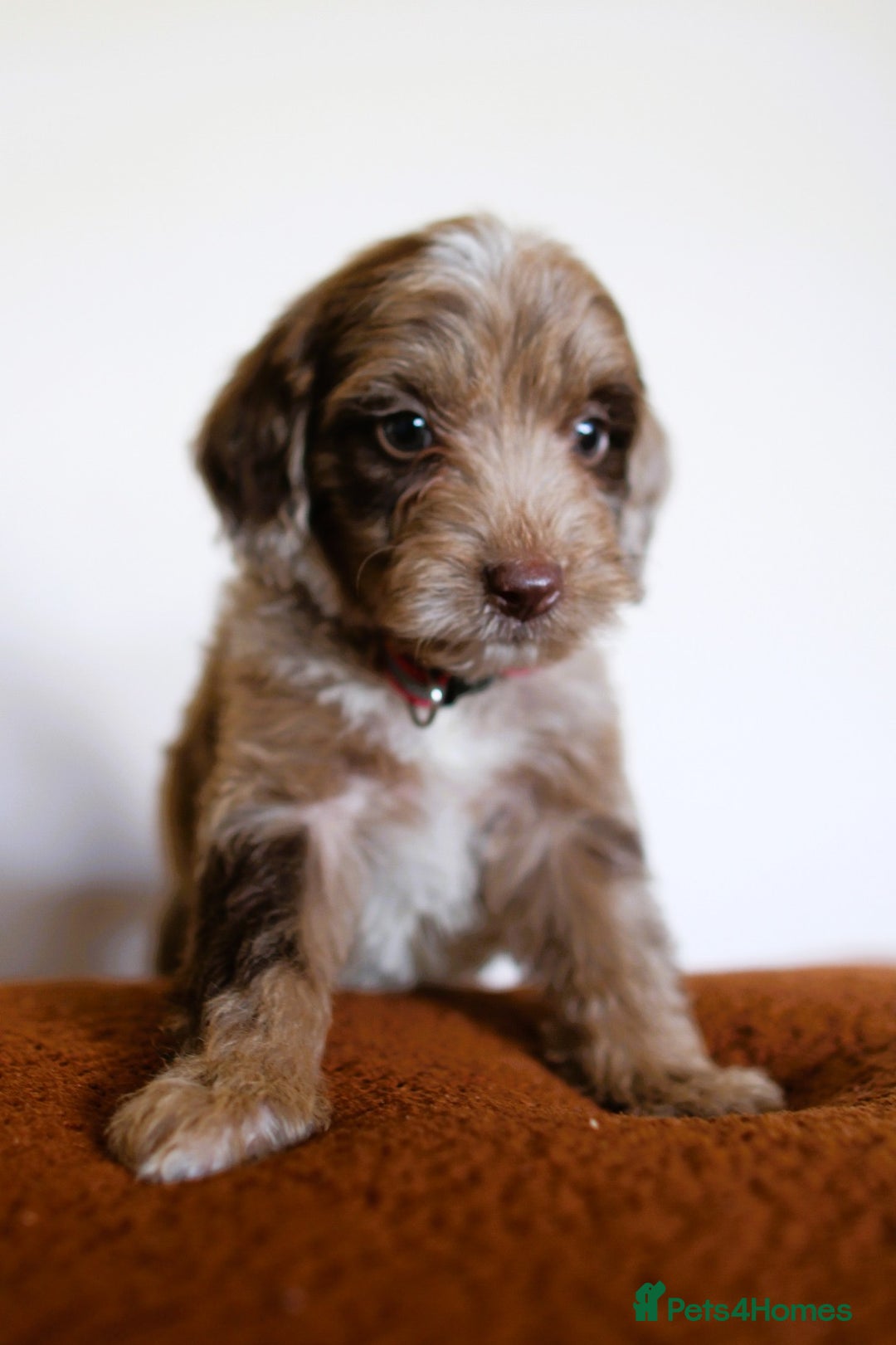 Cockapoo dogs for sale: F1 Merle cockapoos  - Image 12