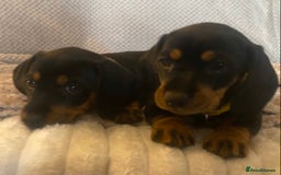 Dachshund dogs for sale: 💖traditional dachshunds puppies💝 - Image 10