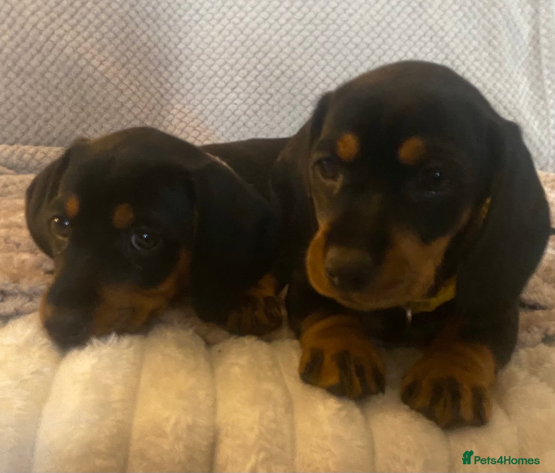 Dachshund dogs for sale: 💖traditional dachshunds puppies💝 - Image 10