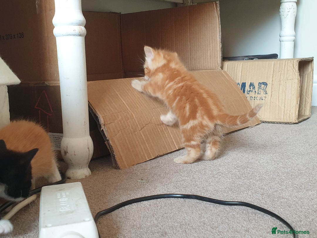 Mixed Breed cats for sale: Adorably beautiful kitten - Image 15