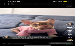 French Bulldog dogs for sale: French bulldog - Image 2