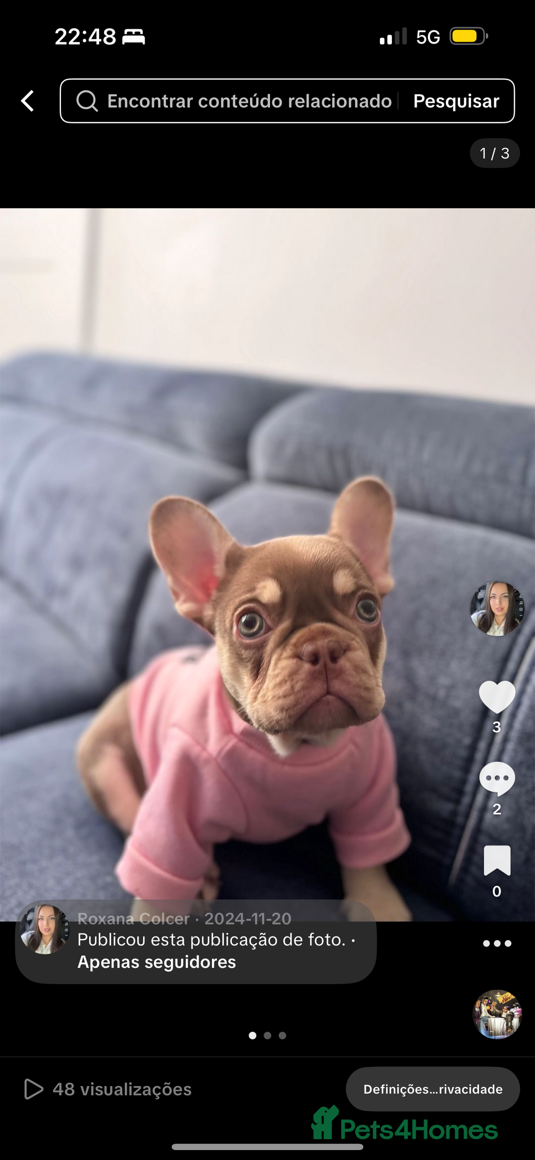 French Bulldog dogs for sale: French bulldog - Image 2