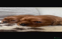 Cavalier King Charles Spaniel dogs for sale: K C registered Ruby Cavaliers - health tested  - Image 6
