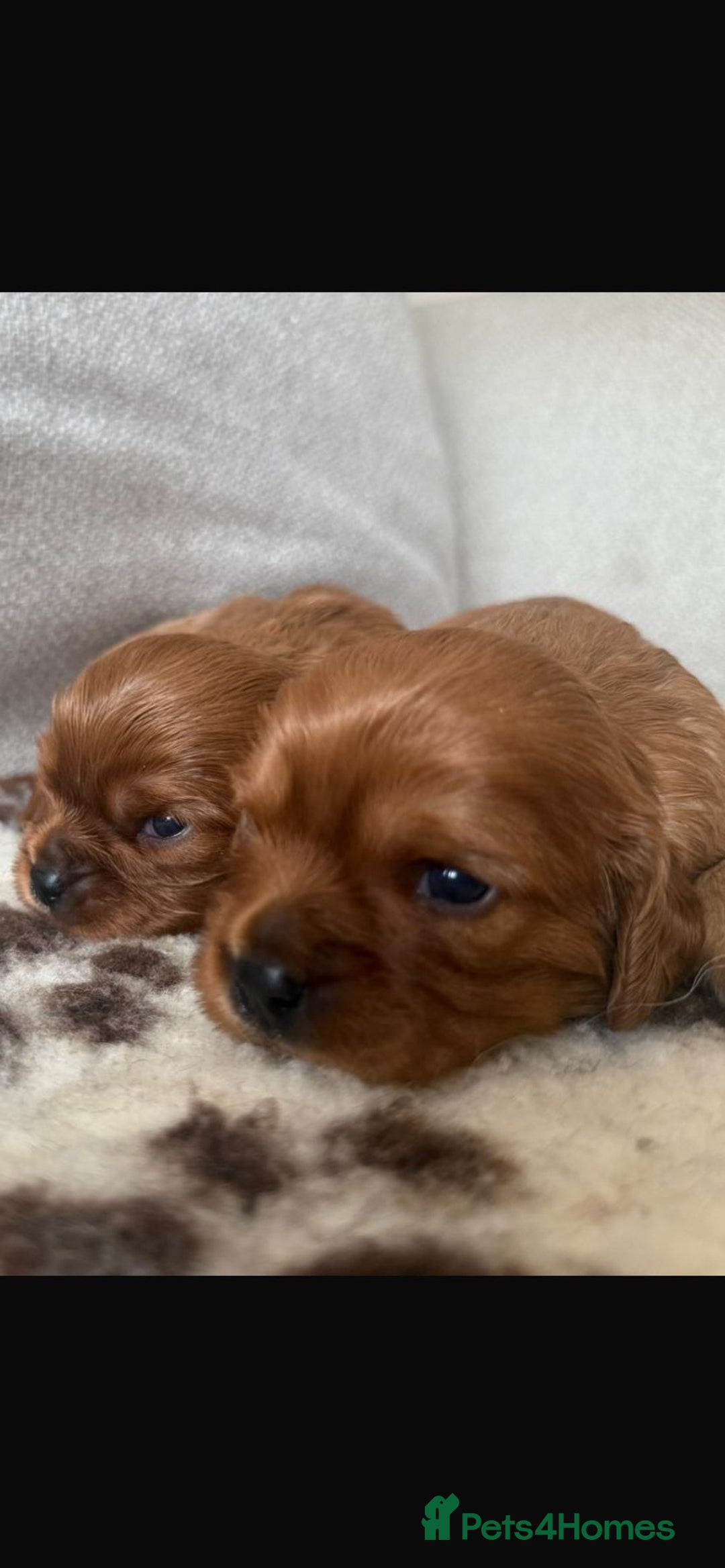Cavalier King Charles Spaniel dogs for sale: K C registered Ruby Cavaliers - health tested  - Image 6