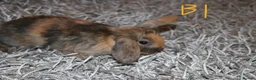 Mini Lop rabbits for sale: 5 Mini Lop x Mini Plush babies  - Advert 5