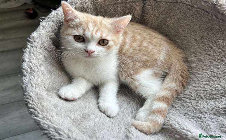 British Shorthair cats - Advert 12