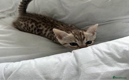 Bengal cats for sale: Gorgeous Bengal Babies - Image 30