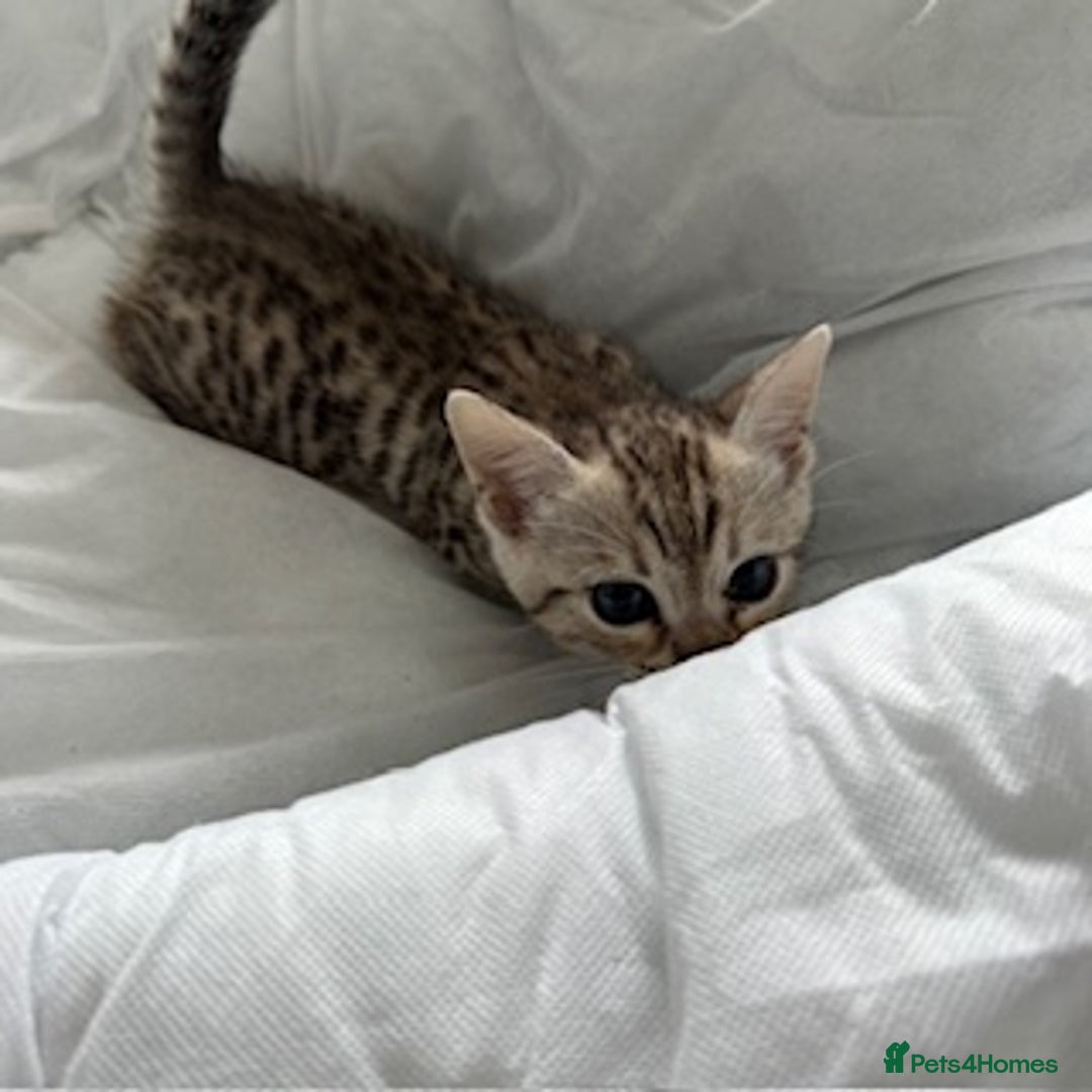 Bengal cats for sale: Gorgeous Bengal Babies - Image 30