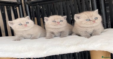 British Shorthair cats - Advert 10