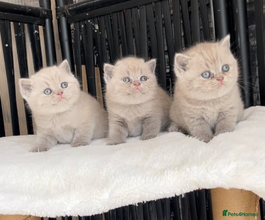 British Shorthair cats for sale:  Absolutely Beautiful BSH Champion Line kittens  - Image 3